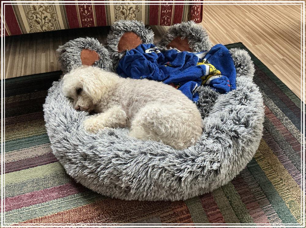 Tiere "Kuschelbett"
Elise
Schlüsselwörter: 2026