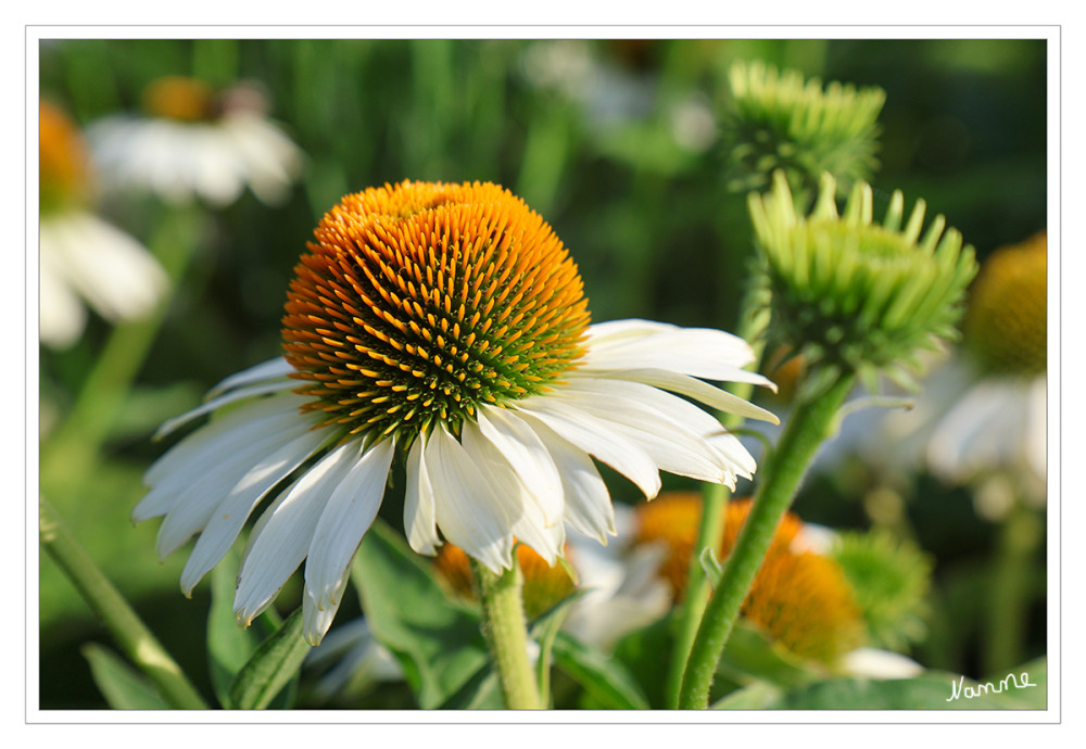 Der etwas andere Sonnenhut
Echinacea (Scheinsonnenhüte): Haben oft waagerechte bis nach unten hängende Blütenblätter und einen stacheligen, gewölbten Blütenboden (Name kommt vom griechischen Wort für Seeigel). Bekannt als Heilpflanze zur Stärkung des Immunsystems. 
Schlüsselwörter: 2026