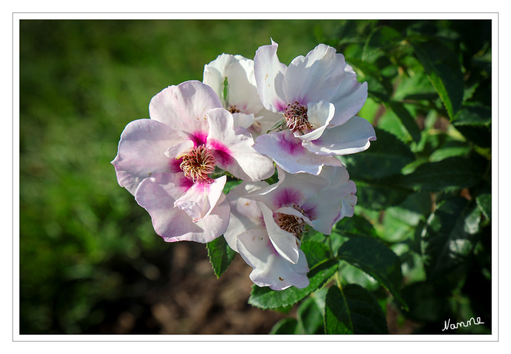 Rosen
Gärtnerisch wird zwischen Wildrosen und Kulturrosen unterschieden. Die Rose wird seit der griechischen Antike als „Königin der Blumen“ bezeichnet. Rosen werden schon sehr lange (nach einigen Quellen schon seit mehr als 10.000 Jahren) als Zierpflanzen gezüchtet. Das aus den Kronblättern, genannt Rosenblätter, gewonnene Rosenöl ist ein wichtiger Grundstoff der Parfumindustrie. lt. Wikipedia
Schlüsselwörter: 2026