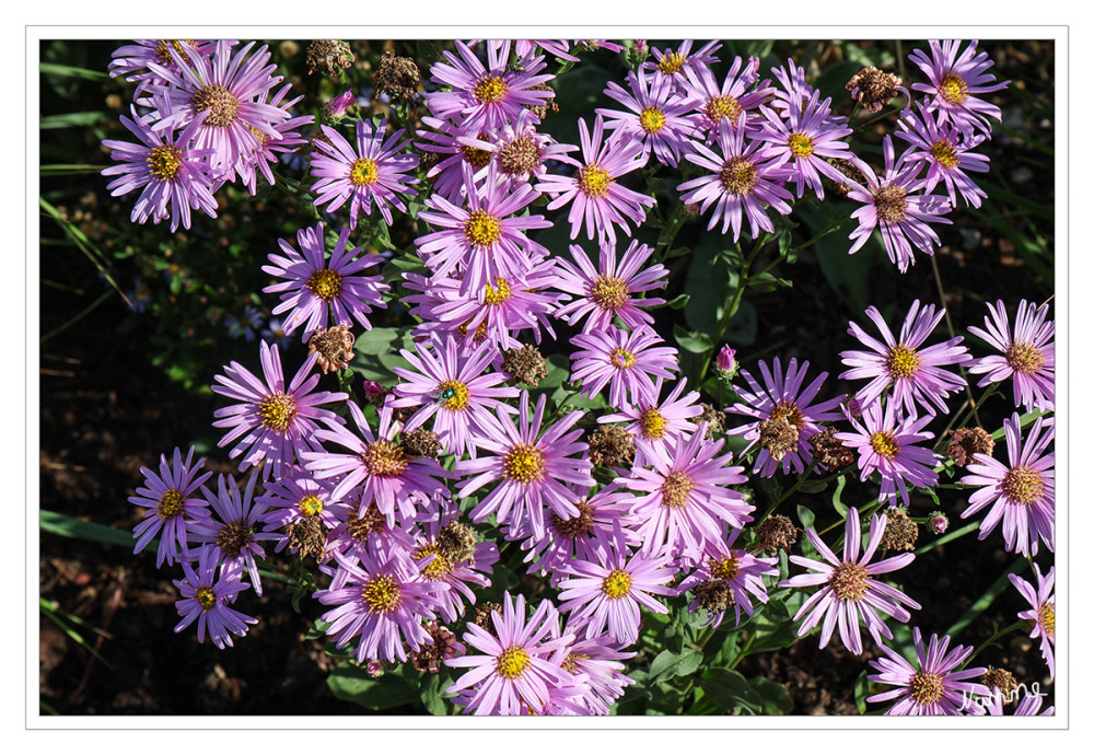 Astern
Die Astern sind eine Pflanzengattung innerhalb der Familie der Korbblütler. Die etwa 152 Arten der Gattung Aster s. str. sind in Eurasien weitverbreitet. Einige Arten und ihre Sorten werden als Zierpflanzen in Parks und Gärten verwendet. lt.Wikipedia
Schlüsselwörter: 2026