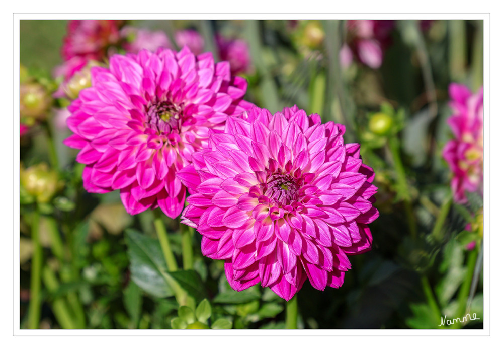 Pinke Dahlien
Die Dahlie: eine ideale Staude und Zierpflanze für den Garten.Die Dahlie ist eine herausragende Sommerblume, die sich durch ihre Vielfalt und Schönheit ideal als Staude und Zierpflanze im Garten etabliert hat. lt.bakker
Schlüsselwörter: 2026