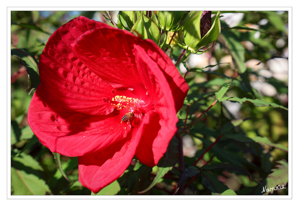 Riesenhibiskus
Der Riesenhibiskus (Hibiscus moscheutos, auch Sumpfhibiskus oder Staudenhibiskus genannt) besticht durch seine bis zu 30 cm großen, tellerförmigen Blüten und ist trotz seines tropischen Aussehens in ausgepflanztem Zustand bis zu -30 °C winterhart lt.lichtnelke
Schlüsselwörter: 2026
