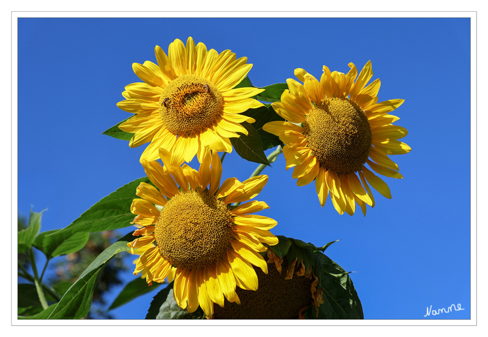 Sonnenblumen
Auf der Landesgartenschau Neuss 2026 gibt es im Sommer neben 30.000 Sommerblumen wie Dahlien, Salbei und Petunien auch verschiedene Stauden und Pflanzungen wie die weidenblättrige Sonnenblume (Helianthus salicifolius) zu entdecken. lt. einfach-garten-blog
Schlüsselwörter: 2026