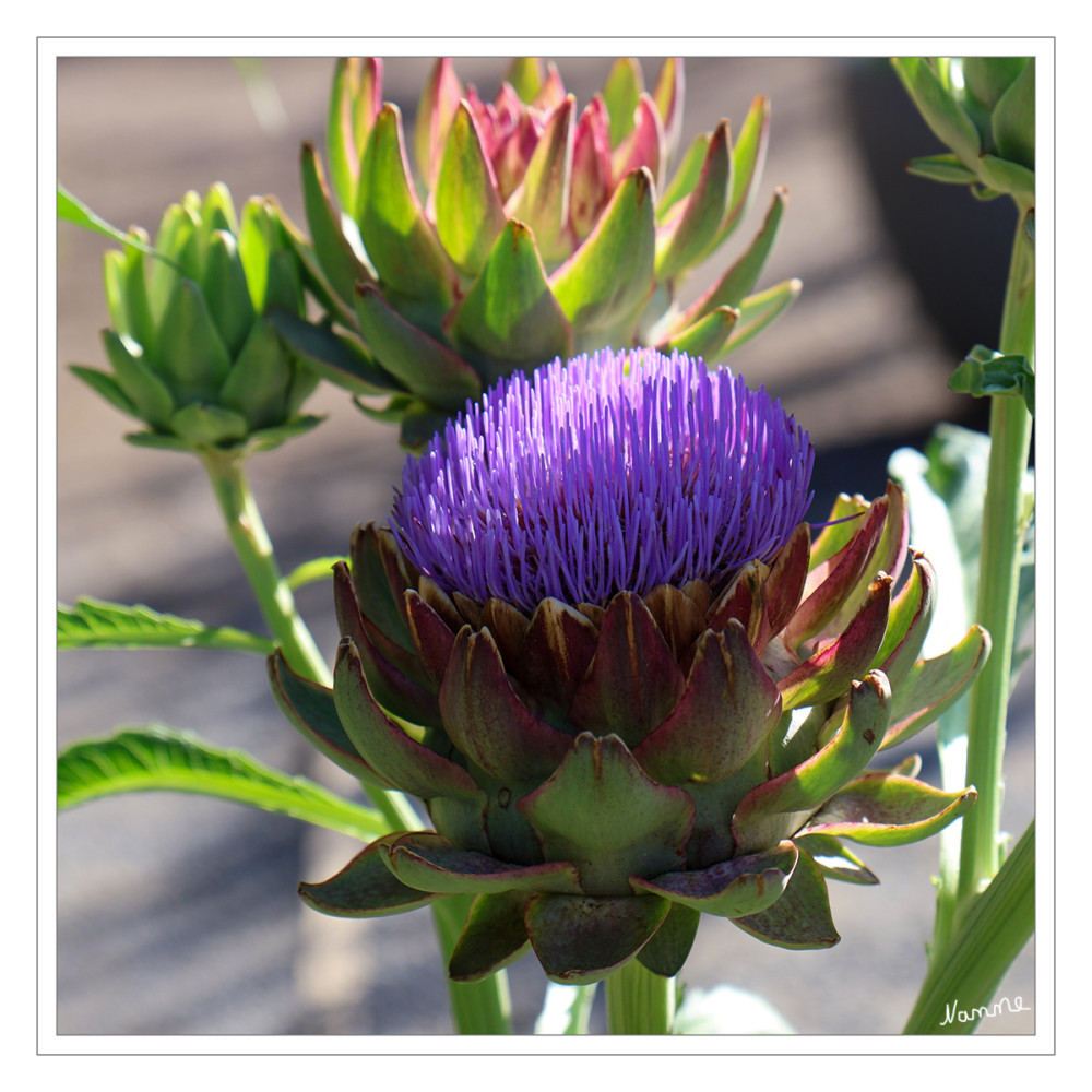Wilde Artischocke
Cynara cardunculus ist eine Pflanzenart aus der Familie der Korbblütler. Bekannt ist sie durch zwei Kulturformen, die Artischocke und Cardy. lt.Wikipedia
Schlüsselwörter: 2026