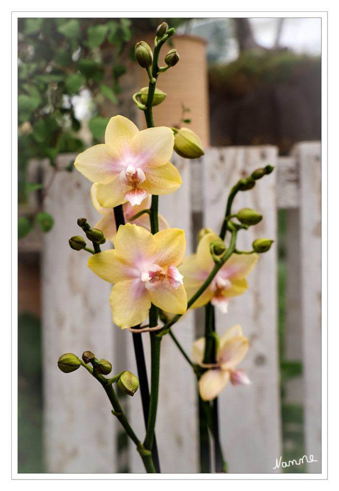 Orchidee
Schlüsselwörter: 2026