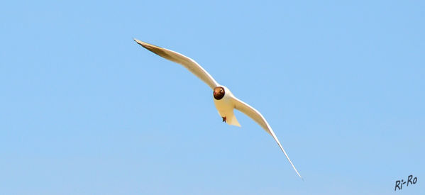 Lachmöwe
(Larus ridibundus)
Die Lachmöwe ist eine kleine Möwenart, die im Prachtkleid (von ca. März bis Juli) sehr gut an ihrem braunen Kopf zu erkennen ist.
Wegen ihrer durchdringenden, kreischenden Stimme, die ihr den Namen Lachmöwe gegeben hat, wird sie auch 'Seekrähe' genannt.
Schlüsselwörter: Nordsee, Küste