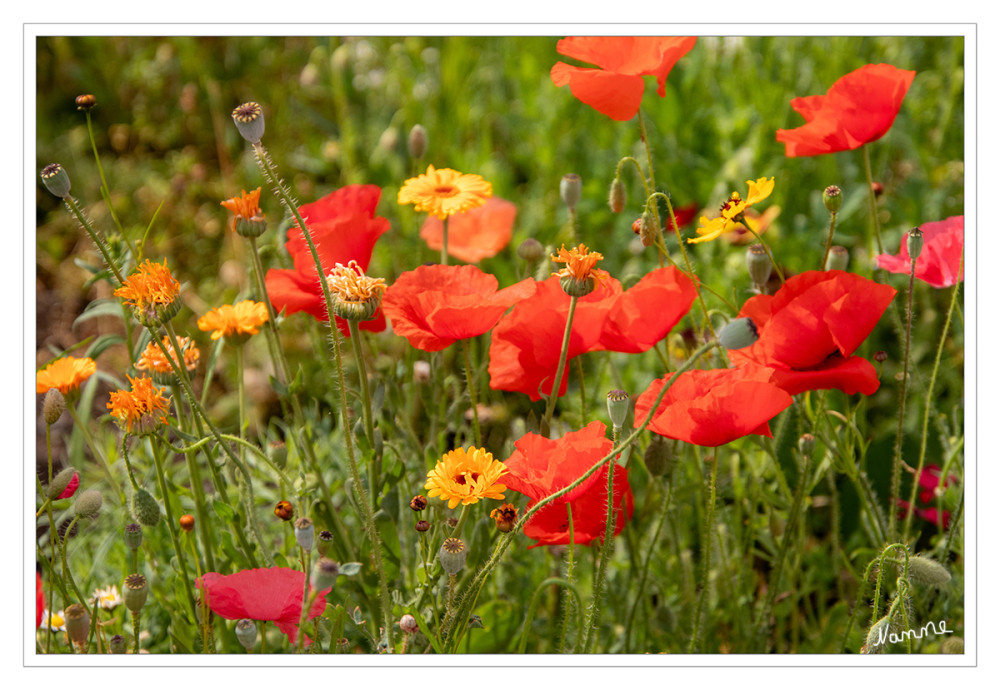 Klaschmohn und Co
Die Blütezeit reicht von Mai bis Juli. Die Blüten stehen einzeln, endständig auf dem Stängel. Die zwittrigen Blüten sind radiärsymmetrisch und vierzählig mit doppelter Blütenhülle. Die zwei behaarten Kelchblätter fallen beim Öffnen der Blütenknospe ab. Die Kronblätter sind in der Knospe unregelmäßig „zusammengeknautscht“. Die mit einem Durchmesser von 5 bis 10 Zentimetern relativ großen Blütenkronen können in der Größe erheblich variieren. lt. Wikipedia
Schlüsselwörter: 2026