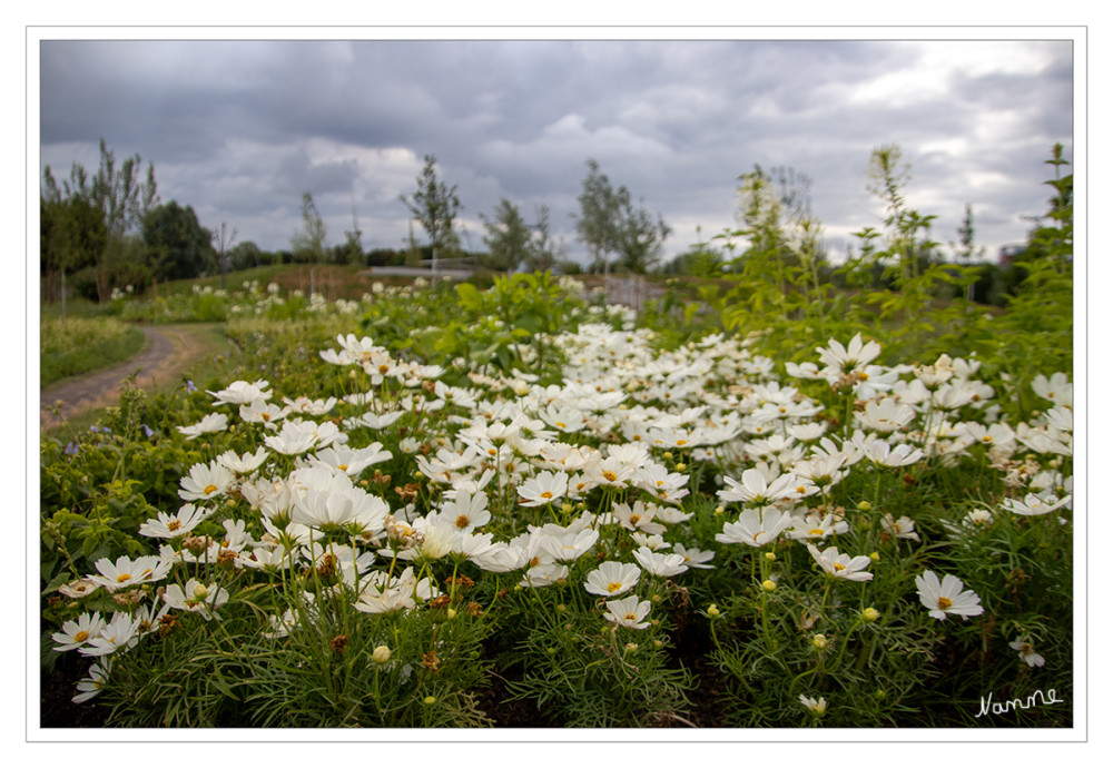 LaGa Neuss
Blumen in weiß
Mit der Landesgartenschau entsteht ein neuer Park, ein grünes Herz mitten im Stadtgebiet. Gepflanzt werden 2.200 neue Bäume, hunderte Sträucher und mehr als ein Kilometer Hecken. Auf einer Fläche von rund 18 Fußballfeldern werden blüh- und artenreiche Wiesen gesät, die besonders wertvoll für die Biodiversität sind. lt.neuss
Schlüsselwörter: 2026