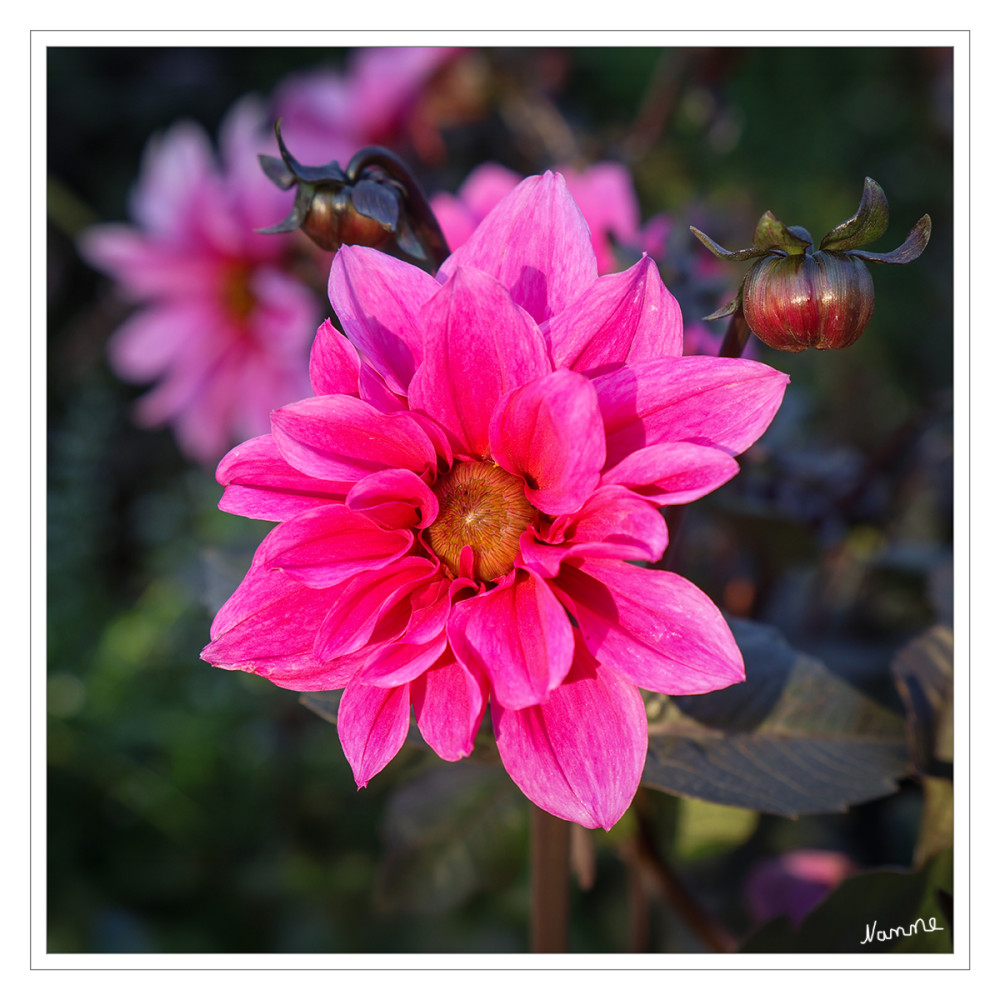 Dahlie
Die Gattung Dahlia ist auf den Hochebenen Mexikos und Guatemalas bis nach Kolumbien heimisch. lt. Wikipedia
Schlüsselwörter: 2026