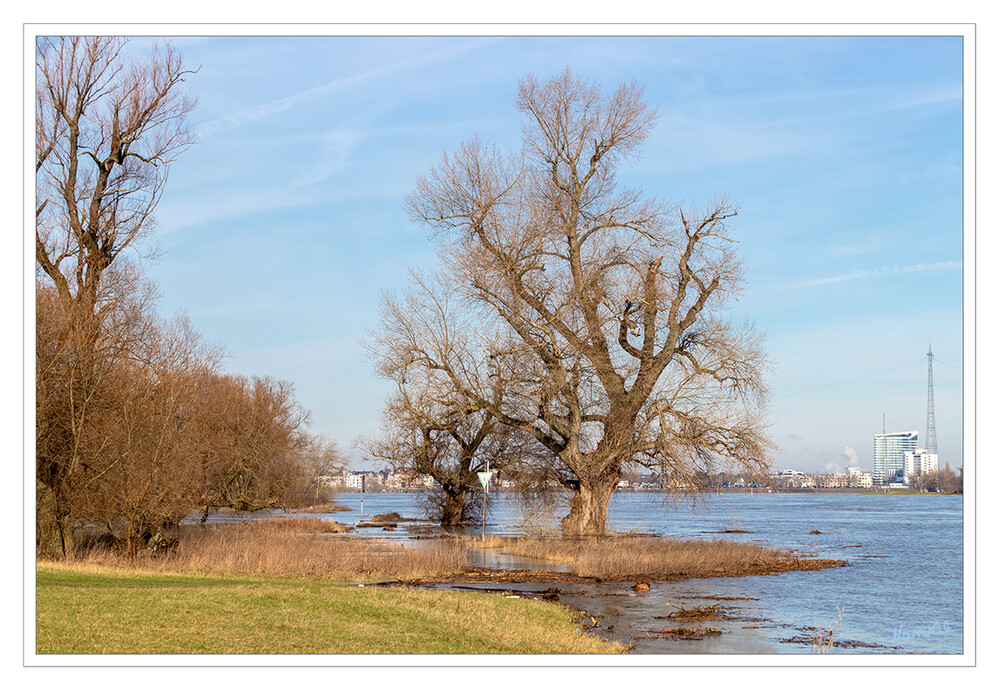 Land unter
Hochwasser am Rhein
Schlüsselwörter: Rhein; Wasser;
