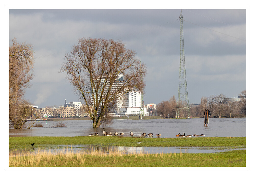 5 - Land unter
Hochwasser am Rhein von der neusser Seite aus gesehen.
2021
Schlüsselwörter: Neuss: Rhein; Hochwasser