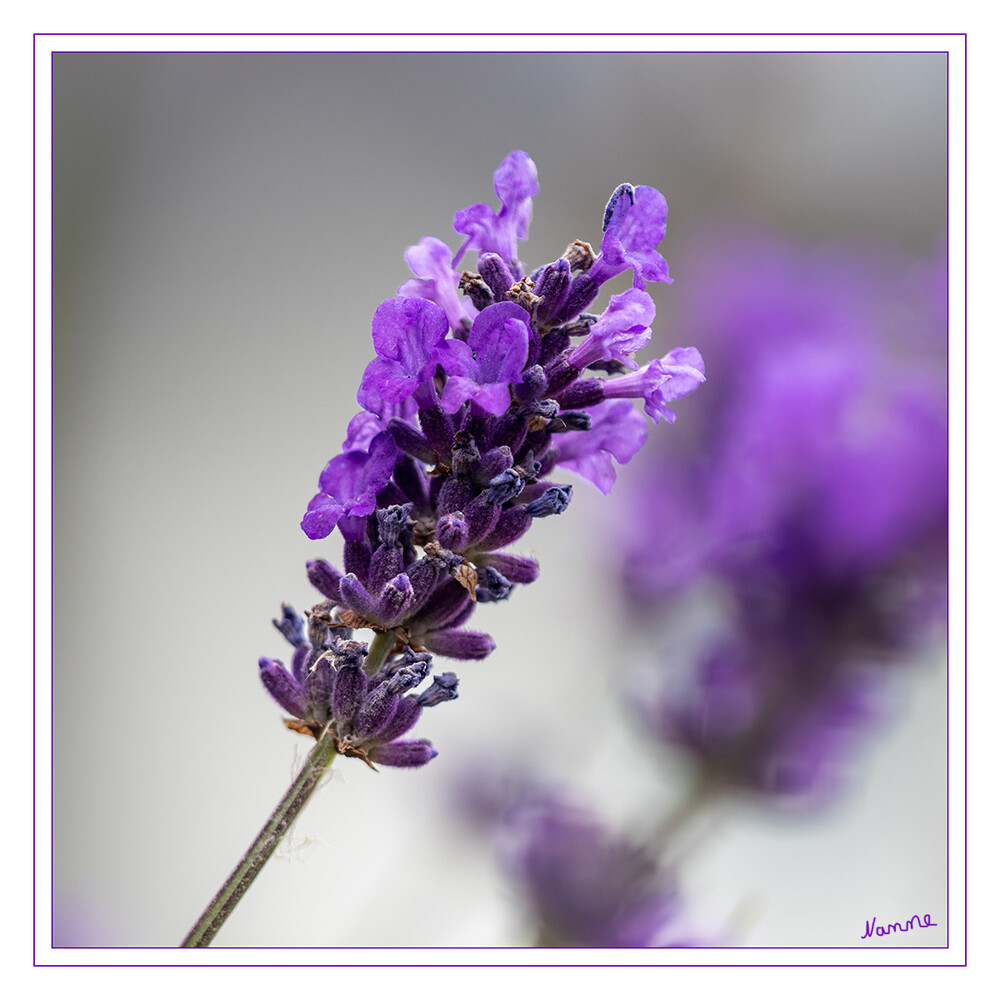 Lavendel
Lavendel ist ein absoluter Klassiker im Garten. Mit seinen leuchtenden Blüten und seinem intensiven Lavendel-Duft betört der lila Traum alle Sinne und verleiht Ihrem Garten ein mediterranes Flair. Was viele nicht wissen: Der winterharte Bodendecker ist nicht nur eine attraktive Zierpflanze, sondern auch ideal als Beetpartner (siehe: Beeteinfassungen) für Ihre Rosen geeignet und damit der beste Freund des Rosenzüchters. laut rosen
Schlüsselwörter: 2024
