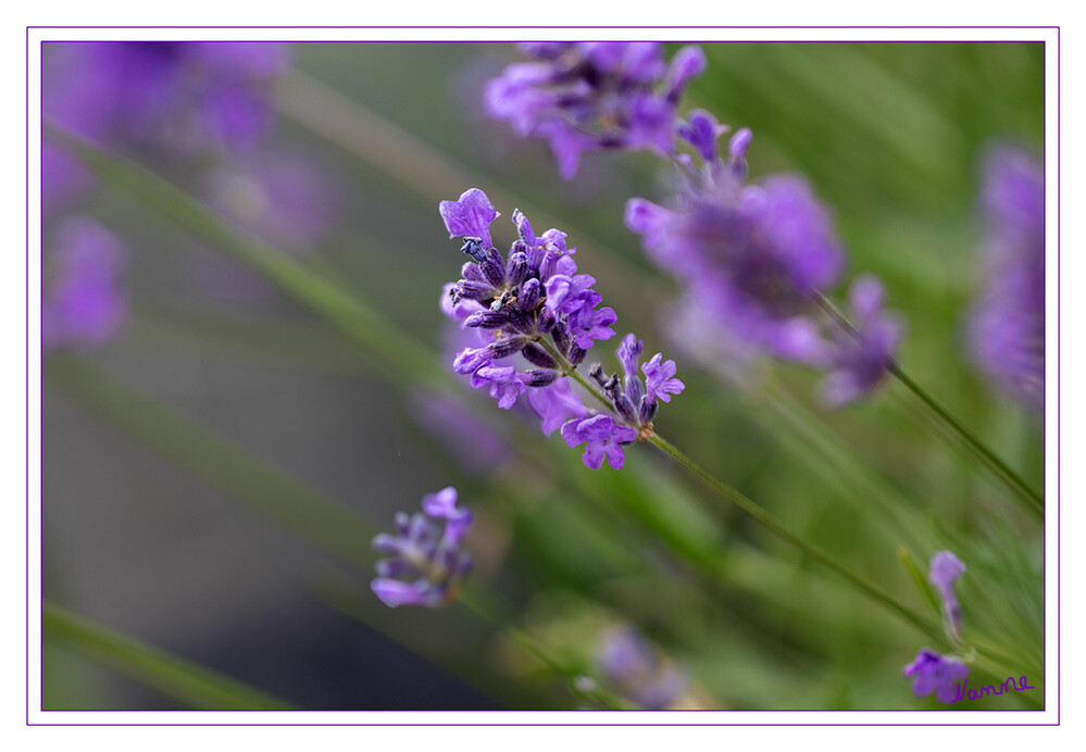 Lavendel
Die Blütezeit reicht von Juni bis August, in Mitteleuropa meist von Juli bis Oktober.Der Blütenstandsschaft ist etwa dreimal so lang wie der Blütenstand.In einem bis zu 8 Zentimeter langen, ährigen Blütenstand befinden sich mehrere Scheinquirle, die jeweils sechs bis zehn Blüten enthalten laut Wikipedia
Schlüsselwörter: 2024