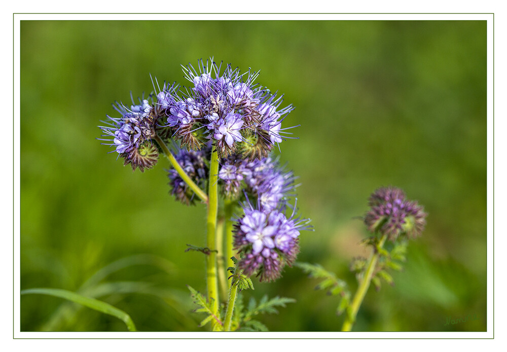 Lila Schönheit
Bei den wunderschön blau-violett blühenden etwa 60 Zentimeter hohen Pflanzen mit feingliedrigen stark behaarten Blättern handelt es sich um Büschelschön, botanisch Phacelia, ein Wasserblattgewächs, das Landwirte im April oder Mai zur Begrünung ihrer Stilllegungsflächen ausgesät haben.
Schlüsselwörter: Phacelia