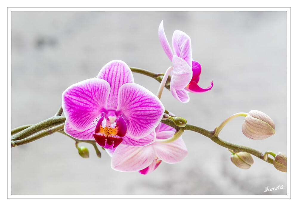 Lila Schönheit
Schlüsselwörter: Orchidee