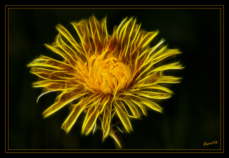 Aus der Mitte heraus
Löwenzahnblüte mit Filter bearbeitet
Schlüsselwörter: Löwenzahn; Blume