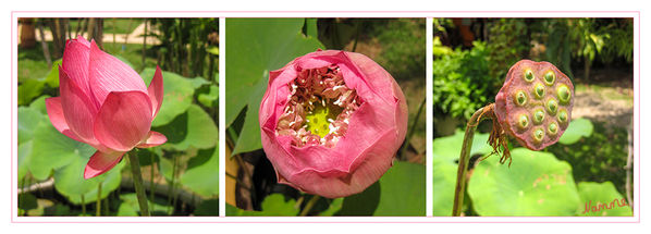 Lotusblume
(Nelumbo), auch Lotos genannt, sind die einzige Gattung der Pflanzenfamilie der Lotosgewächse (Nelumbonaceae). Von den nur zwei Arten ist die eine in der Neuen Welt und die andere in Asien sowie im nördlichen Australien beheimatet. Beide Arten und ihre Hybriden werden als Zierpflanzen genutzt und liefern Nahrungsmittel.
Schlüsselwörter: Lotus Lotusblume