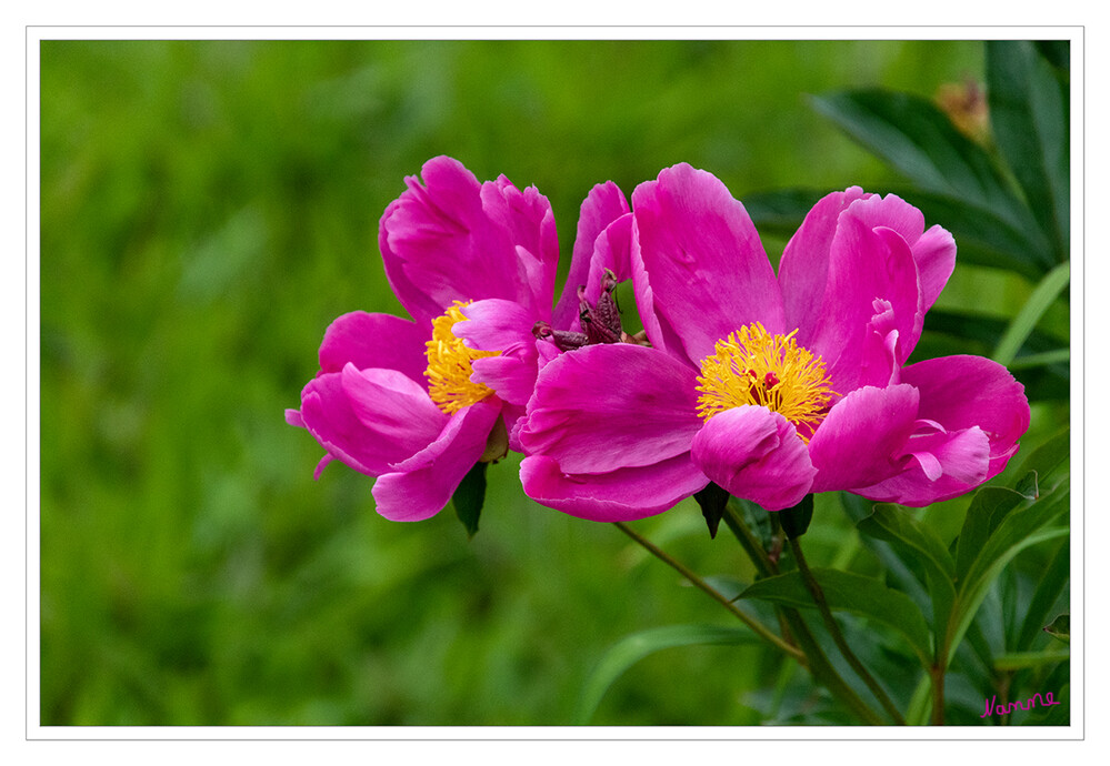 Pfingstrose
Die Gattung der Pfingstrosen (Paeonia) umfasst Stauden, Halbsträucher und Sträucher. Man unterscheidet deshalb Staudenpfingstrosen und Strauchpfingstrosen, die zuweilen auch Baum-Päonien genannt werden. Beide Wuchsformen haben in der Gartenkultur große Bedeutung.
Schlüsselwörter: Mönchengladbach; Bunter Garten