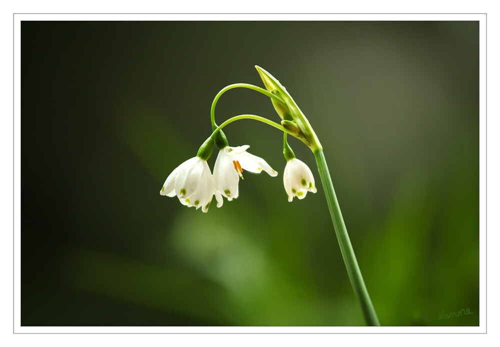 Märzenbecher
Märzenbecher, auch Frühlingsknotenblume genannt, gehören zu den Frühblühern. Zusammen mit Schneeglöckchen und Winterling zaubern sie einen Hauch von Frühling in den winterlichen Garten. laut plantura.garden
