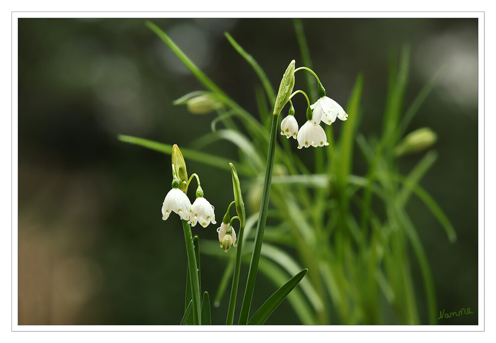 Märzenbecher
Die Frühlings-Knotenblume, auch Märzenbecher, Märzbecher, Märzglöckchen oder Großes Schneeglöckchen genannt, ist eine Pflanzenart in der Familie der Amaryllisgewächse. Es ist eine der beiden noch in der Gattung Leucojum verbliebenen Arten; die zweite Art ist die Sommer-Knotenblume. laut Wikipedia
