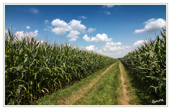 Dieser Weg
wird ein langer sein.
Schlüsselwörter: Maisfelder