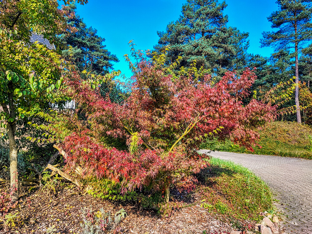 Herbstlicher Baum, Wald  "Herbstfarben"
Manni
Schlüsselwörter: 2024