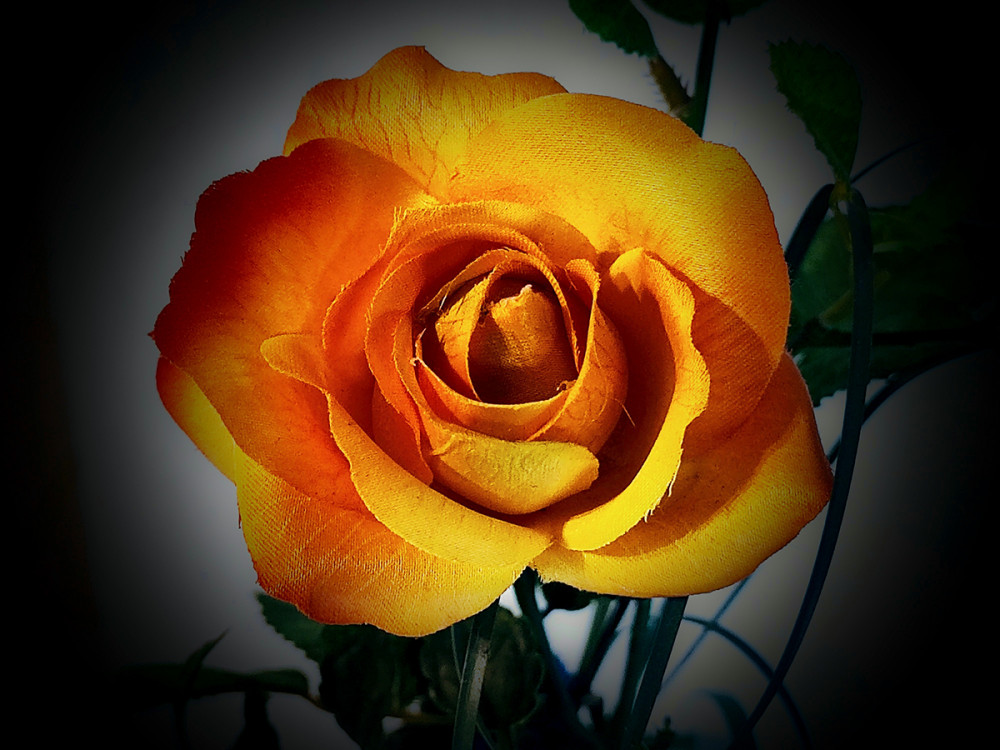 Minimalistisch "Kunstrose"
Manni
Schlüsselwörter: 2026