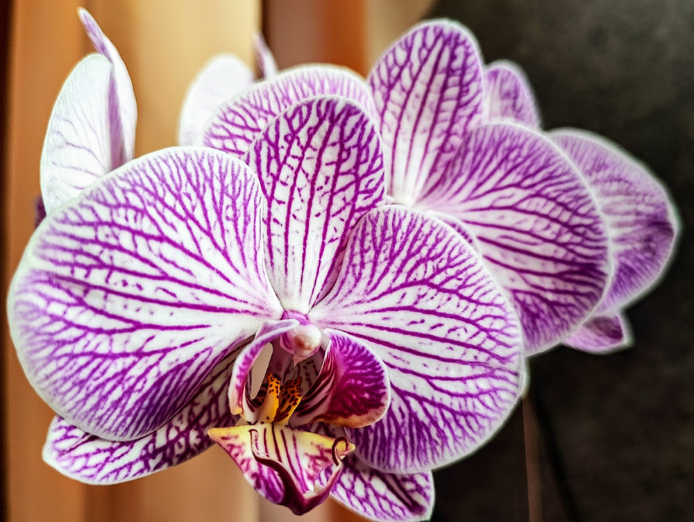 Minimalistisch "Orchisee"
Manni
Schlüsselwörter: 2026