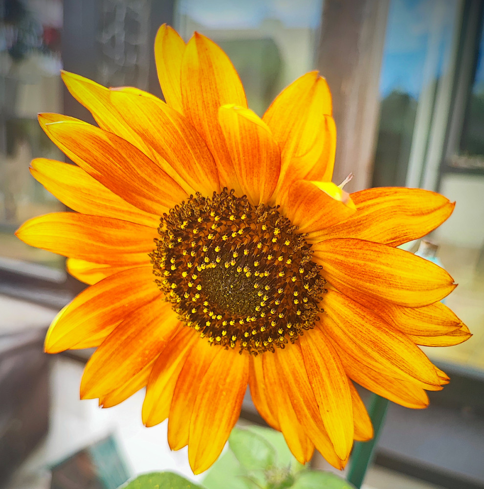 Alles was blüht  „Sonnenblume"
Manni
Schlüsselwörter: 2026