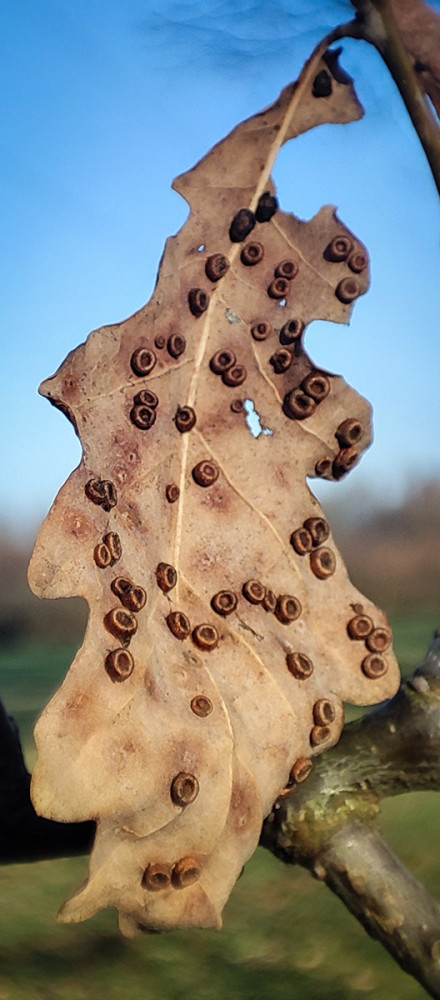 Minimalistisch "Spuren der Eichengallwespe"
Manni
Schlüsselwörter: 2026