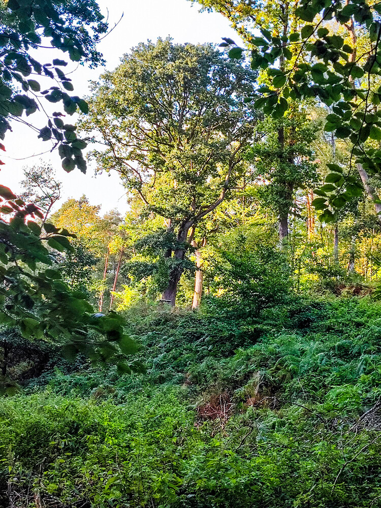 Landschaft "Im Wald"
Manni
Schlüsselwörter: 2022