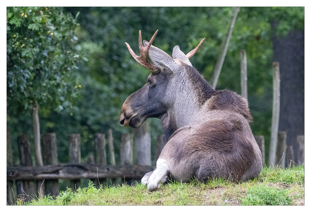 Tiere "Immer mit der Ruhe"
(Alces alces)
Marianne
Schlüsselwörter: 2022