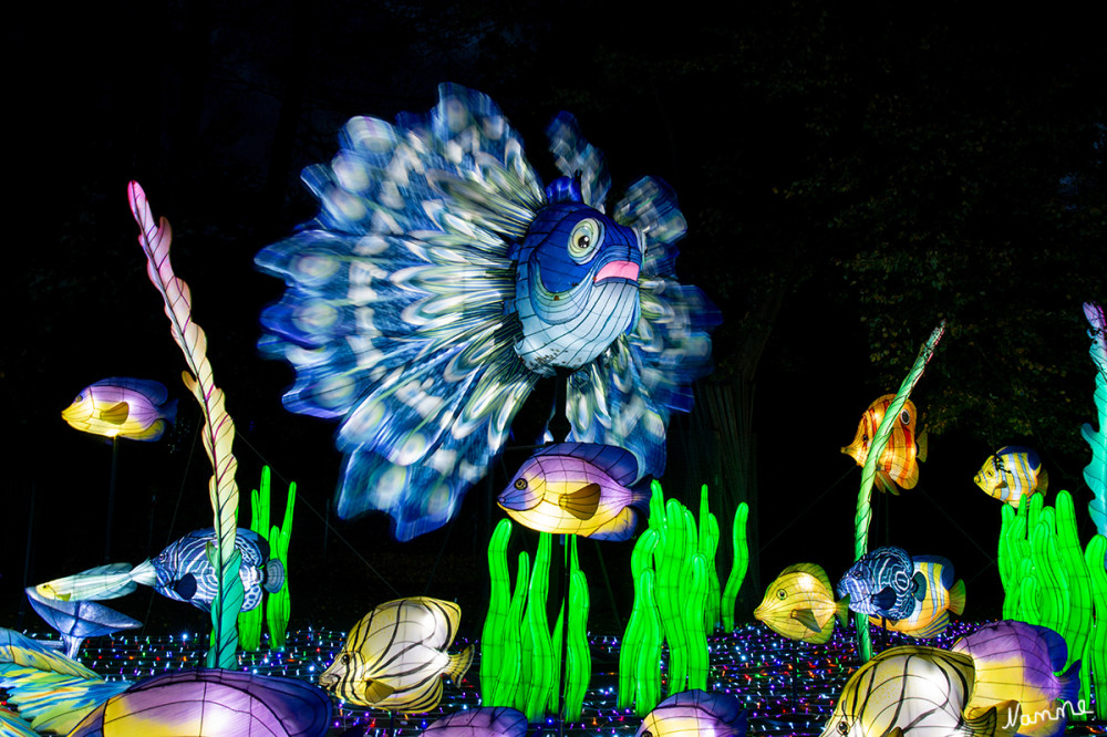 China Lights - Fische
Schlüsselwörter: 2025, Kleve