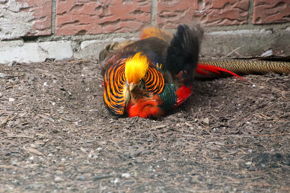 Tiergarten Kleve - Goldfasan
Marianne
Schlüsselwörter: 2025
