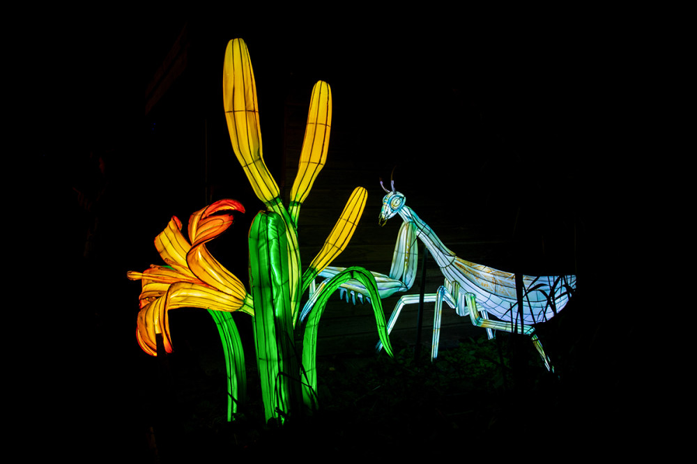 China Lights - Gottesanbeterin
Marianne
Schlüsselwörter: 2025