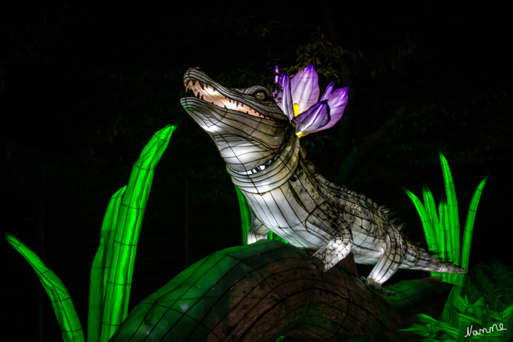 China Lights - Krokodil
Schlüsselwörter: 2025, Kleve