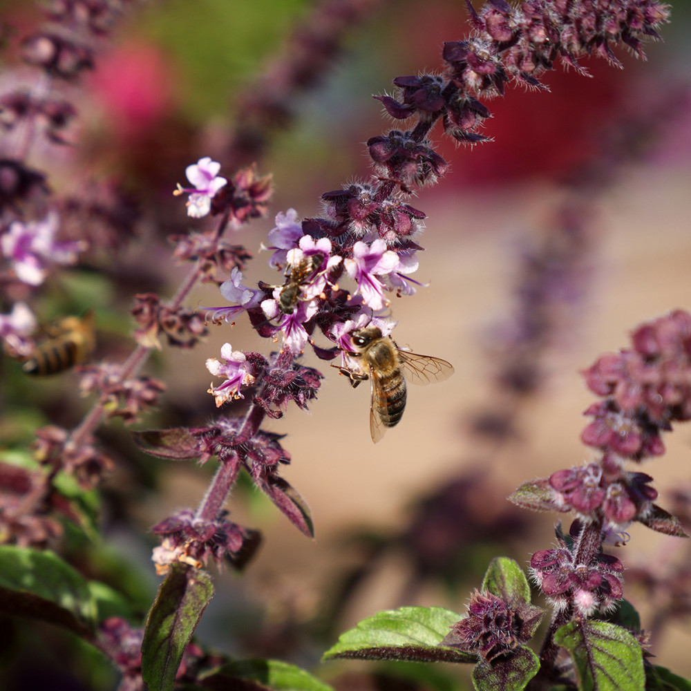 LaGa Neuss - Bienchen bei der Arbeit
Marianne
Schlüsselwörter: 2026