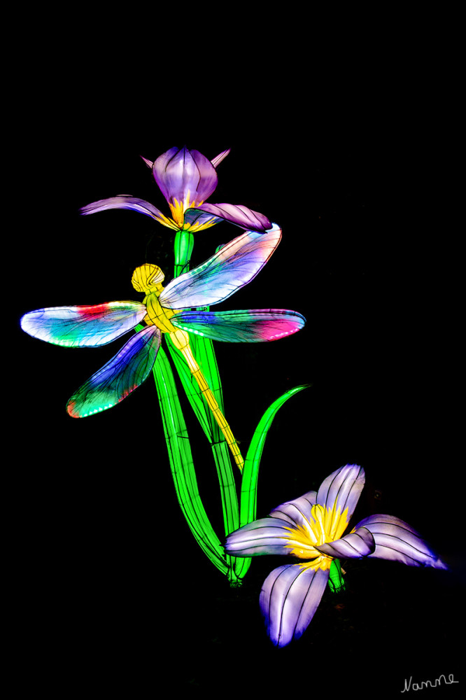 China Lights - Libelle
Schlüsselwörter: 2025, Kleve