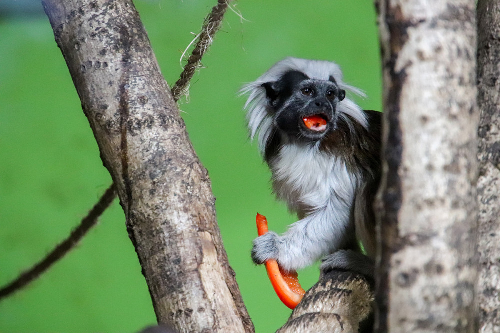 Tiergarten Kleve - Lisztaffe
Marianne
Schlüsselwörter: 2025