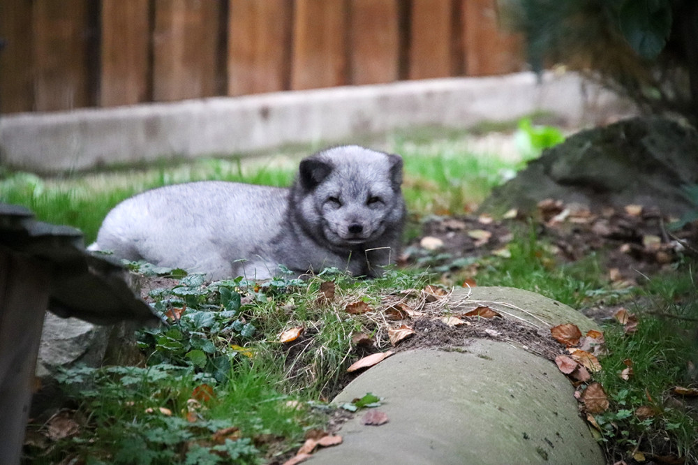 Tiergarten Kleve - Polarfuchs
Marianne
Schlüsselwörter: 2025