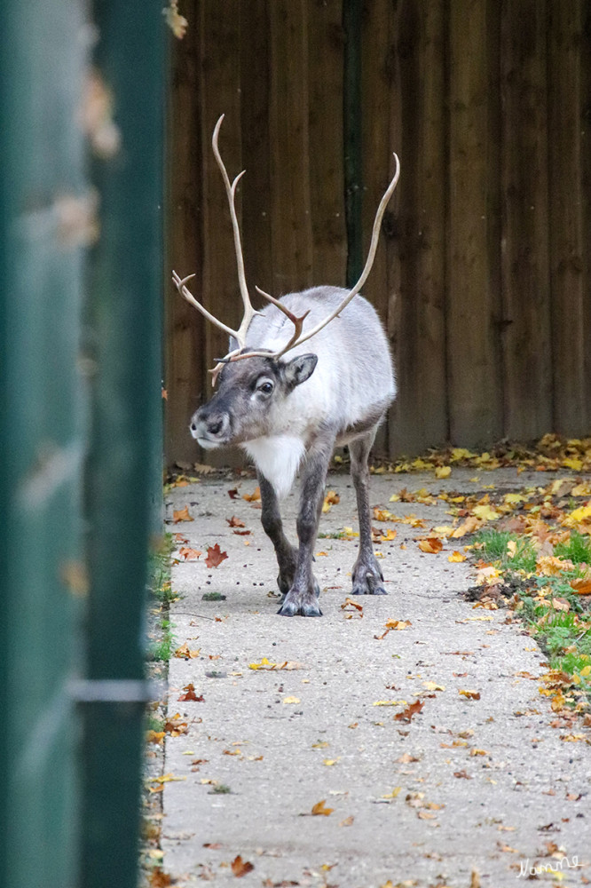 Ordnung:	Paarhufer
Ursprung:	Asien, Europa, Amerika
Nahrung:	Moose, Flechte
Größe:	130 - 220 cm Länge, 80 - 150 cm Schulter
Gewicht:	90 - 300 kg
Lebenserwartung:	12 - 15 Jahre
Tragzeit:	ca. 230 Tage
Gefährdung:	Haustierform nicht gefährdet lt. tiergarten-kleve

Schlüsselwörter: 2025