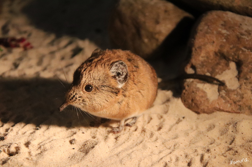 Rüsselspringer
Der Kurzohrrüsselspringer (Macroscelides proboscideus), auch Kurzohr-Elefantenspitzmaus genannt, ist eine Säugetierart aus der Familie der Rüsselspringer. Er ist im südwestlichen Teil Afrikas beheimatet und bevorzugt trockene Regionen wie Wüste und Halbwüsten zum Leben. Ein besonders auffallendes Merkmal des Kurzohrrüsselspringers ist die rüsselartige, bewegliche Nase, mit der er Insekten aufspüren kann; aber auch die dünnen Gliedmaßen sind charakteristisch. Seinen Namen erhielt er durch seine kleinen Ohren.  lt. tiergarten-kleve
Schlüsselwörter: 2025
