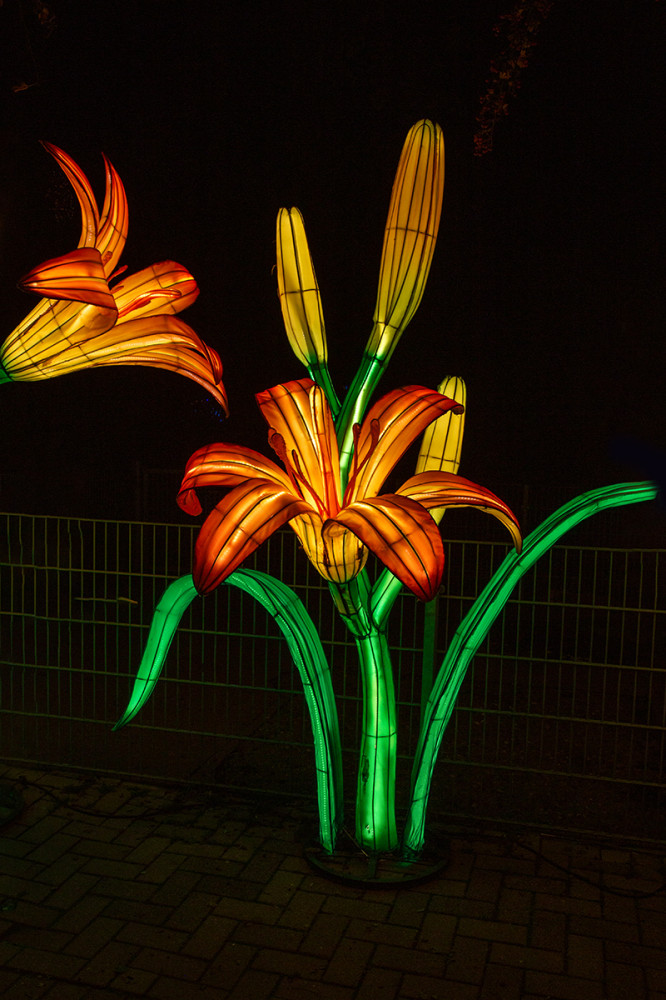 China Lights - Taglilien
Marianne
Schlüsselwörter: 2025