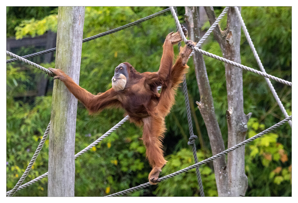 Tiere "Sumatra Orang-Utan"
Marianne
Schlüsselwörter: 2