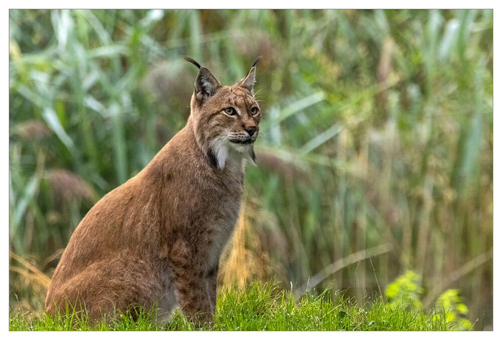 Tiere "Eurasischer Luchs"
Marianne
Schlüsselwörter: 2022