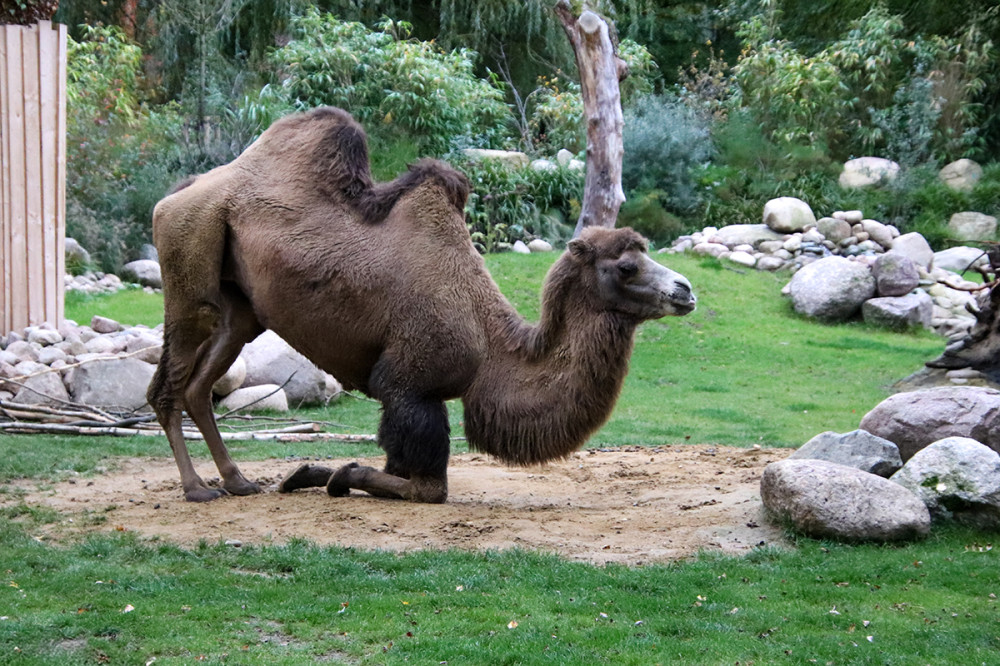 Tiergarten Kleve - Trampeltier
Marianne
Schlüsselwörter: 2025