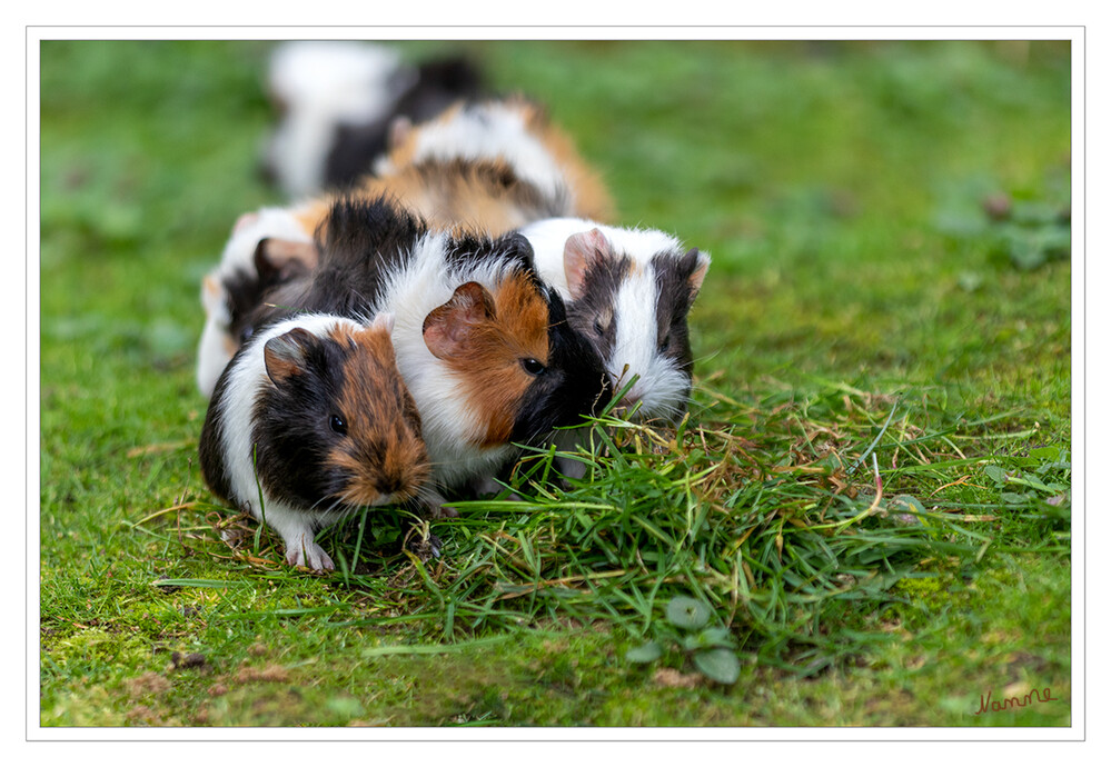 Vor dem Futterberg
Meerschweinchen sind in weiten Teilen Südamerikas verbreitet, wo sie unterschiedlichste Habitate besiedeln, von flachen Grasländern bis in Gebirgsregionen von über 4000 Metern Höhe. Im dichten Regenwald fehlen sie allerdings. laut Wikipedia
Schlüsselwörter: Meerschweinchen;