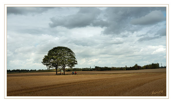 Mein Freund der Baum
Schlüsselwörter: Neuss, Grefrath, Baum