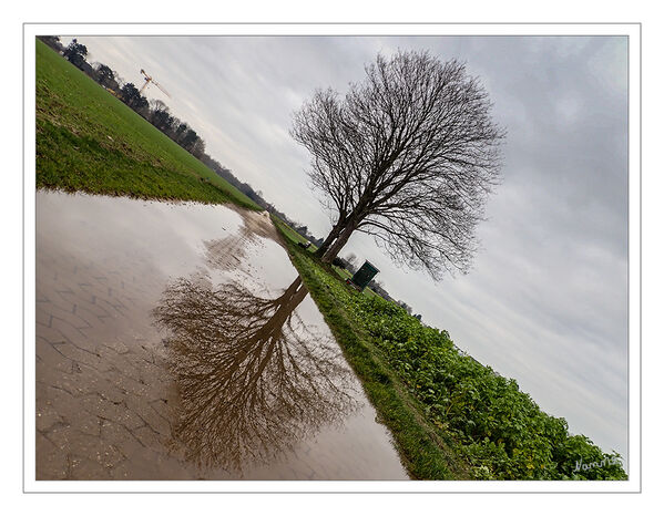 Schieflage
Mein Freund der Baum
Schlüsselwörter: Baum