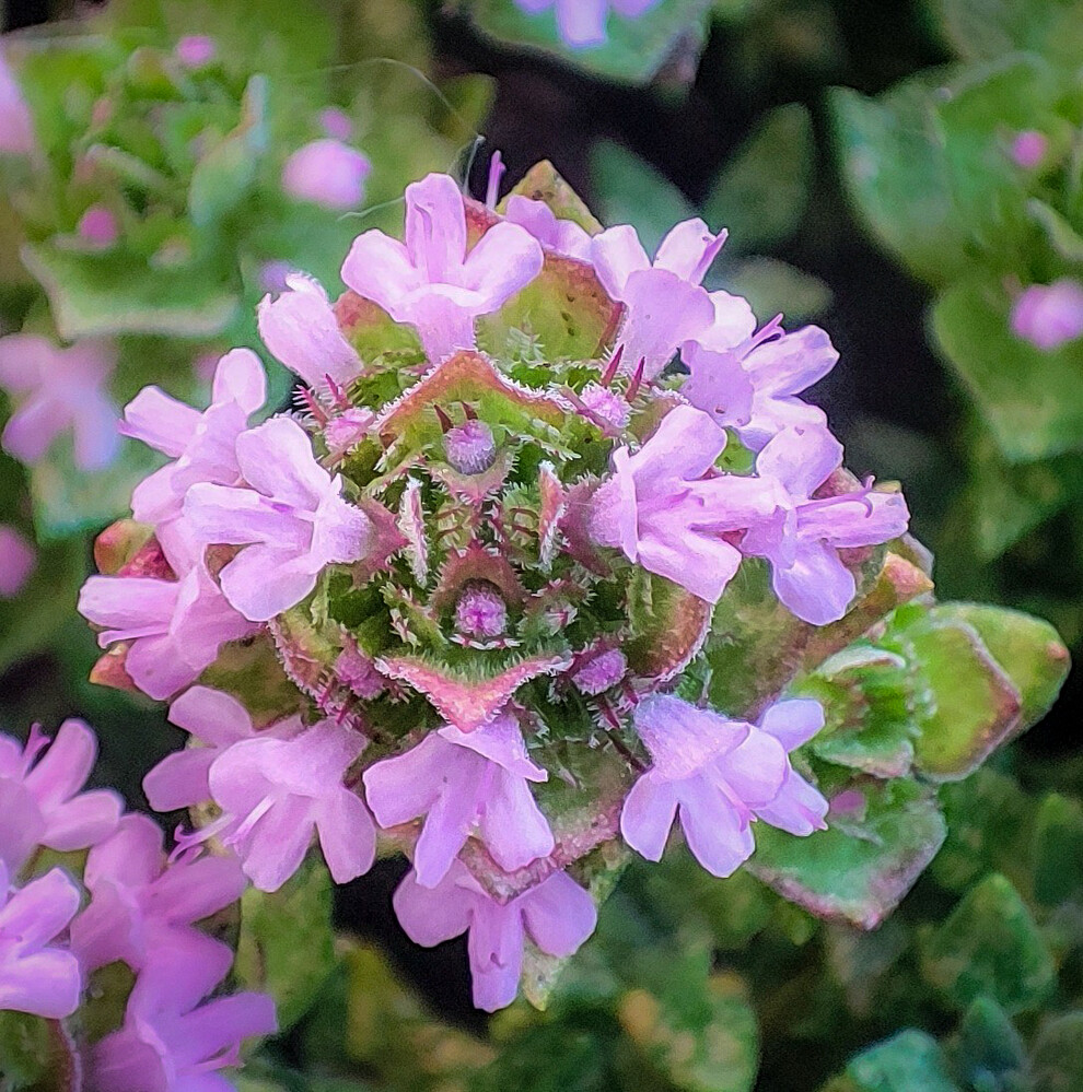 Minimalistisch "Sandthymianblüten"
Manni
Schlüsselwörter: 2023